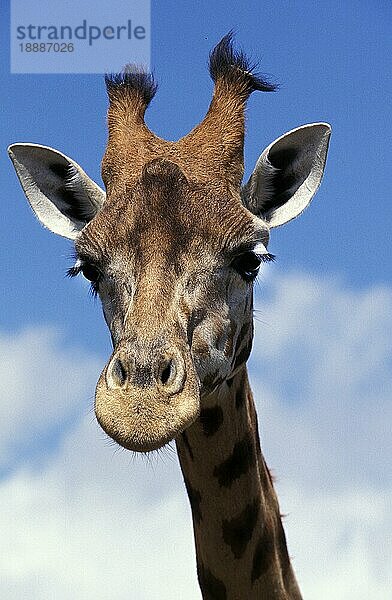 ROTHSCHILD'S GIRAFFE (giraffa camelopardalis rothschildi)  PORTRAIT DES ERWACHSENEN