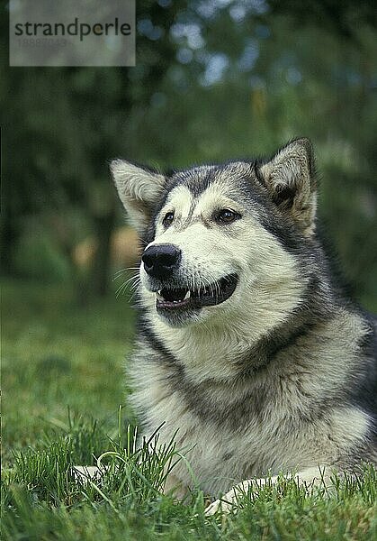 Alaskan Malamute Hund  Portrait eines Erwachsenen