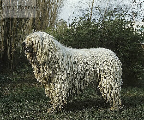 Komondor Hund  Erwachsener stehend auf Gras