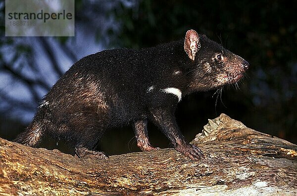 Tasmanischer Teufel  sarcophilus harrisi  Erwachsener stehend auf Ast  Australien  Ozeanien