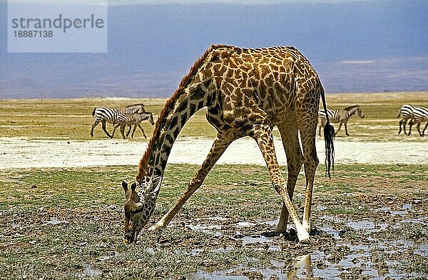 Masai Giraffe (giraffa camelopardalis tippelskirchi)  Erwachsener beim Trinken  Masai Mara Park in Kenia