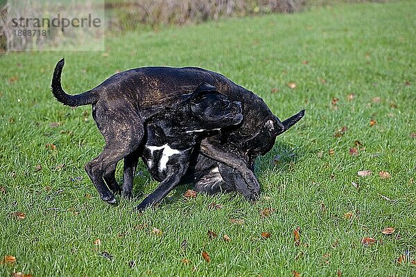 Cane Corso  eine Hunderasse aus Italien  Erwachsene spielen auf Gras