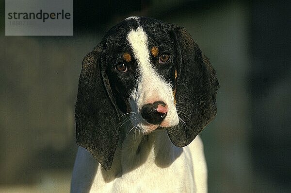 Ariegeois-Hund  Porträt eines Erwachsenen