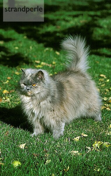 Blaue cremefarbene persische Hauskatze  erwachsen  stehend auf Gras