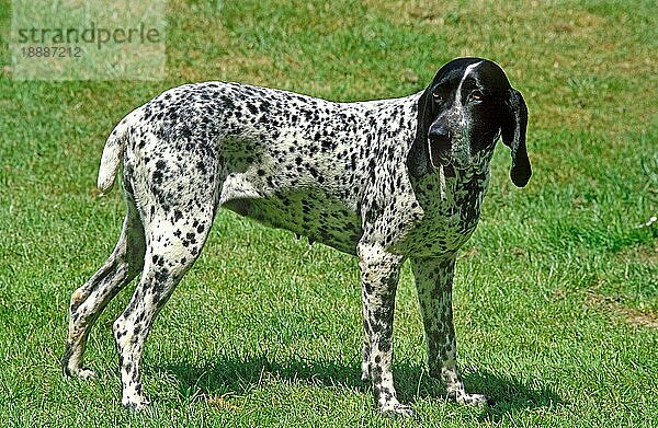 Blauer Auvergne Vorstehhund  Erwachsener stehend auf Rasen