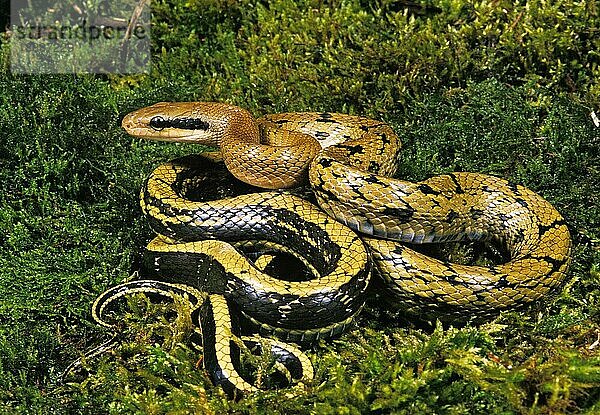 TAIWANESISCHE RATTENSCHLANGE (elaphe taeniura)  ERWACHSENER AUF MOSS