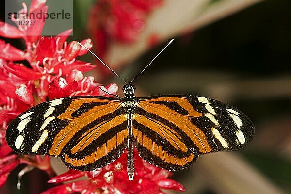 Eueides Schmetterling  eueides isabella  Erwachsener sammelt Nektar auf Blüte