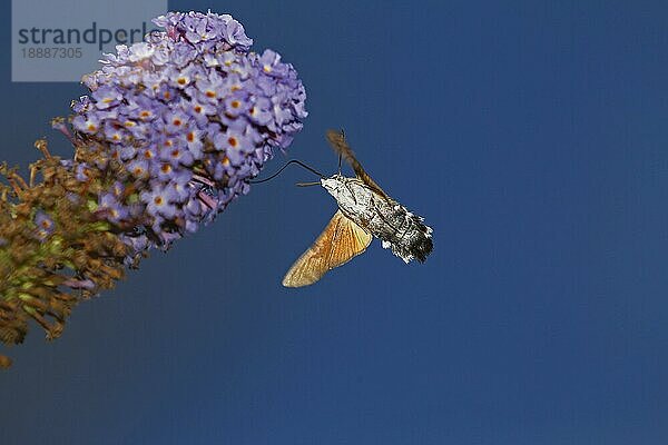 Kolibri-Schwärmer (macroglossum stellatarum)  Erwachsener im Flug  Fütterung an Blüte  Normandie