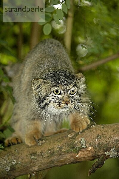 Manul (otocolobus manul) oder Pallas-Katze  Erwachsener auf Ast