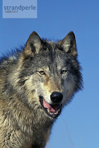 NORDAMERIKANISCHER Mackenzie-Wolf (canis lupus occidentalis)  PORTRAIT EINES ERWACHSENEN  KANADA