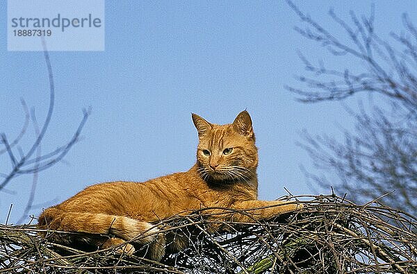 ROT GETIGERTE KATZE  ERWACHSEN  AUF BAUM LIEGEND