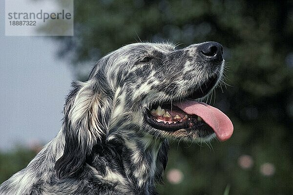 English Setter Hund  Portrait eines Erwachsenen mit geöffnetem Maul