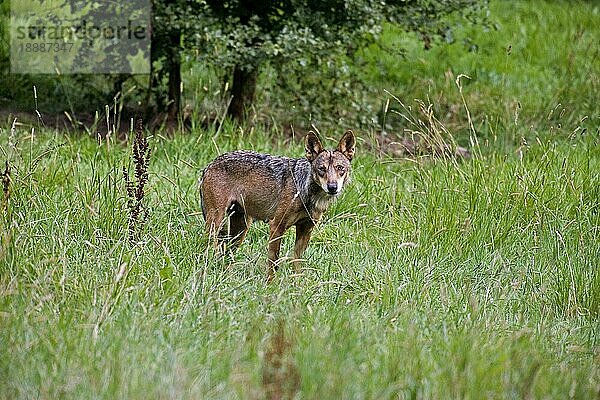 Iberischer Wof (canis lupus signatus)  Erwachsener im langen Gras