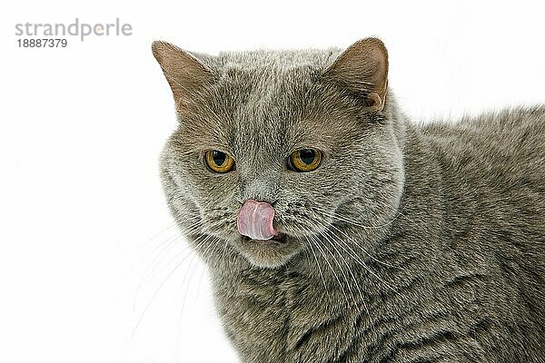 Lilac Self Britisch Kurzhaar Hauskatze  weiblich leckt seine Nase  gegen weißen Hintergrund