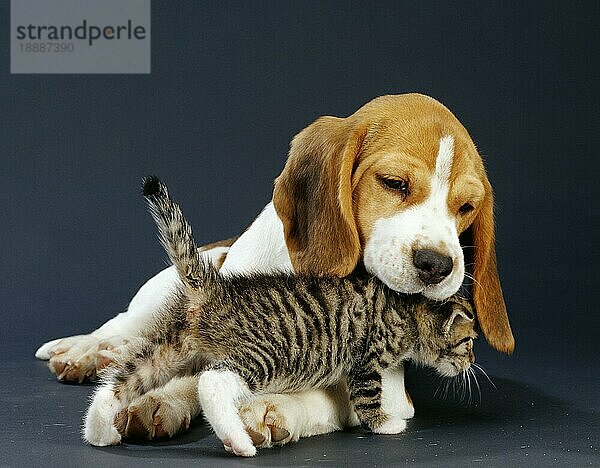 Beagle-Welpe und Kätzchen  getigert