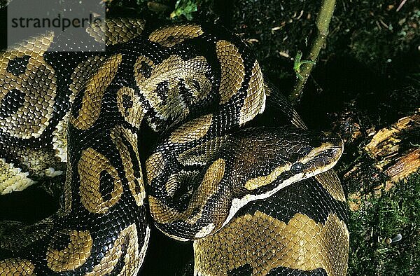 Königspython (python regius)  erwachsen