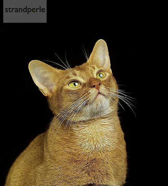 Rote Abessinier-Hauskatze  Porträt vor schwarzem Hintergrund