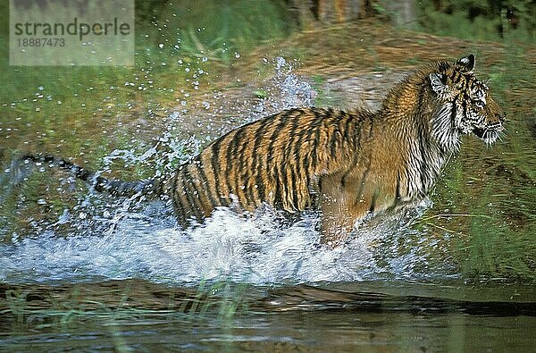 Sibirischer Tiger (panthera tigris altaica)  ERWACHSENER LÄUFT DURCH DAS WASSER