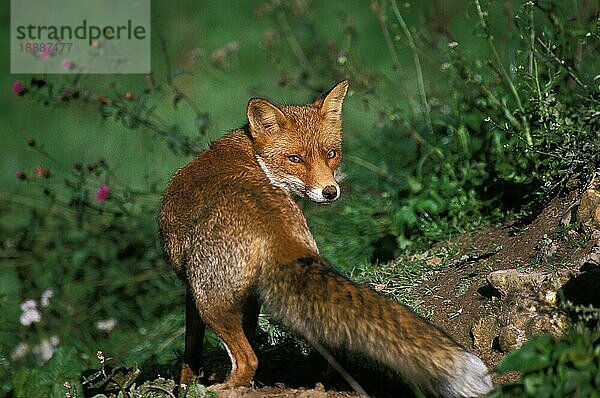 ROTFUCHS (vulpes vulpes)  ERWACHSENER  NORMANDY