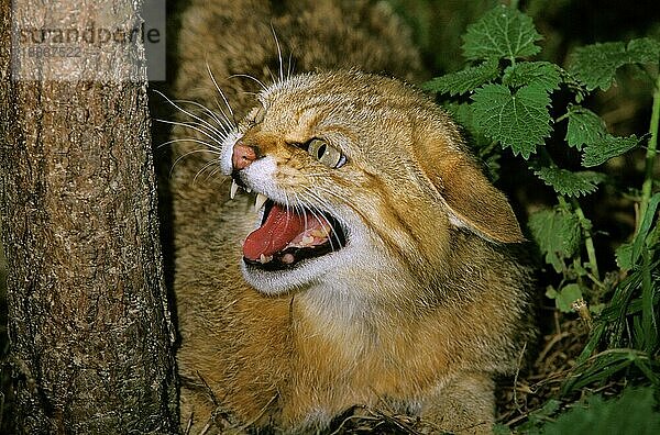 Europäische Wildkatze (felis silvestris)  Portrait eines erwachsenen Knurrers