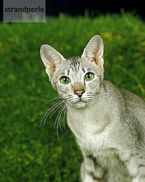 Orientalische Hauskatze  erwachsen mit grünen Augen