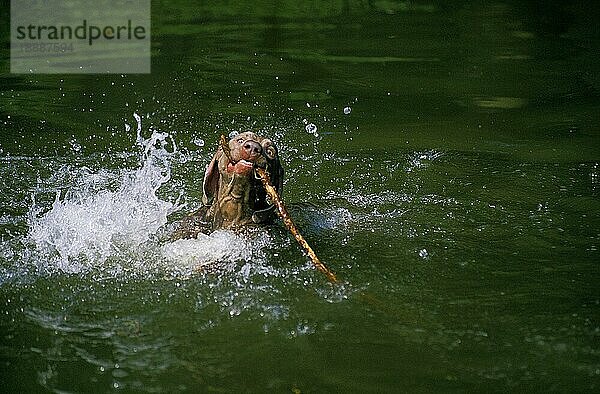 Weimaraner Vorstehhund  Erwachsener spielt im Wasser