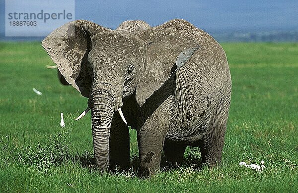 AFRIKANISCHER ELEFANT (loxodonta africana)  ERWACHSENER IN KENIA