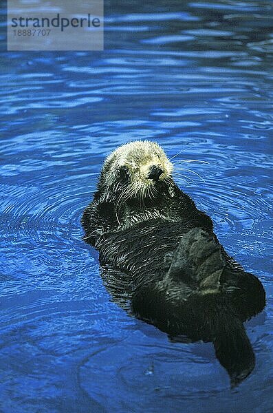 Seeotter (enhydra lutris)  Erwachsener auf dem Rücken  sich waschend