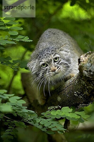 Manul (otocolobus manul) oder Pallas-Katze  Erwachsener auf Ast