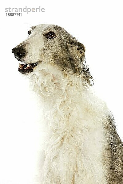 Barsoi-Hund oder Russischer Wolfshund  Porträt eines Erwachsenen vor weißem Hintergrund
