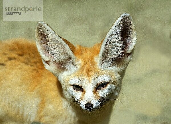 Fennec oder Wüstenfuchs  fennecus zerda  Portrait eines Erwachsenen