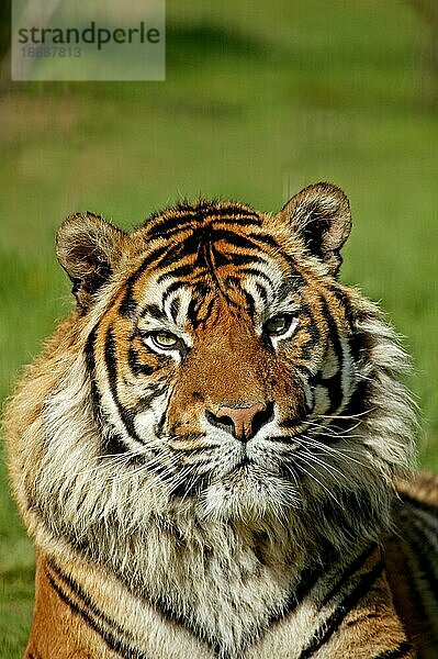 Sumatra-Tiger (panthera tigris sumatrae)  Porträt eines Erwachsenen