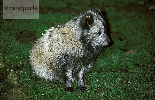 Polarfuchs (alopex lagopus)  ERWACHSENER MIT SOMMERMÄTTEL