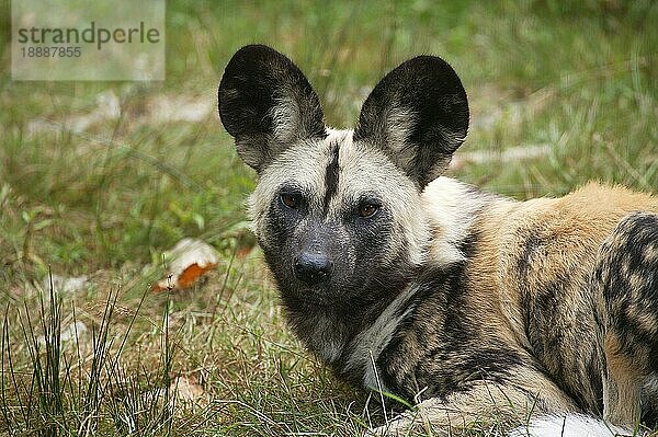 Afrikanischer Wildhund (lycaon pictus)  Porträt eines Erwachsenen