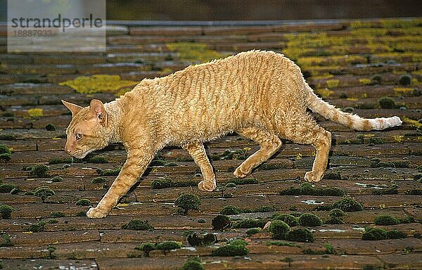 CORNISH REX HAUSKATZE  ERWACHSEN  LÄUFT AUF DEM DACH