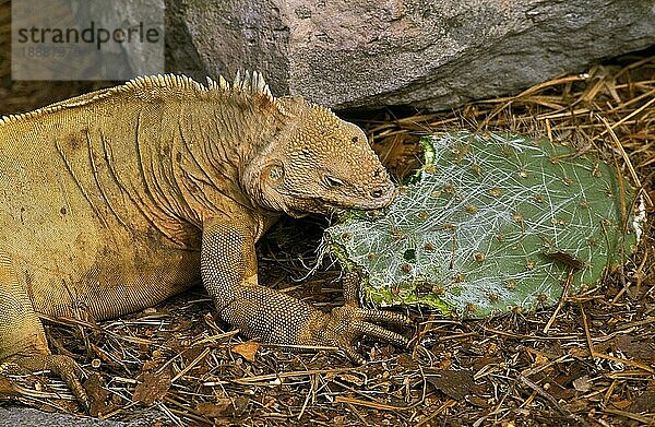 Galapagos Landleguan (conolophus subcristatus)  Erwachsener frisst Feigenkaktus  Galapagos Inseln