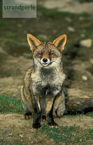 ROTFUCHS (vulpes vulpes)  ERWACHSENER SITZEND