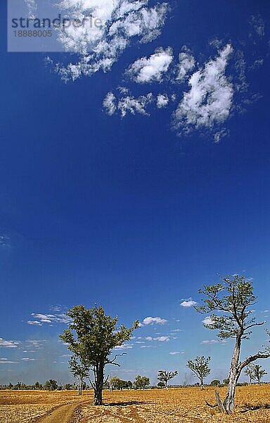 Landschaft im South Luangwa Nationalpark  Nsefu-Sektor  Sambia  landscape in South Luangwa National Park  Zambia  Afrika