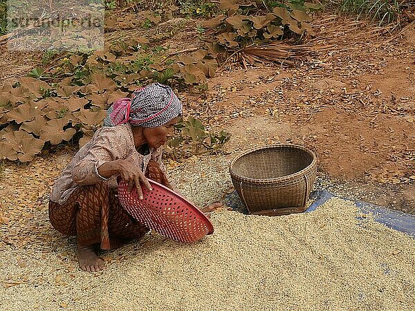 Frau pflückt über Reis  Seam Reap  Kambodscha  Asien