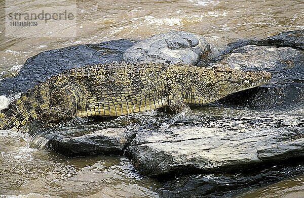 Nilkrokodil (crocodylus niloticus)  Erwachsener auf Felsen  Masai Mara Park in Kenia