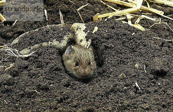 Wühlmaus (microtus arvalis)  Kopf eines Erwachsenen  der aus dem Tunnel kommt