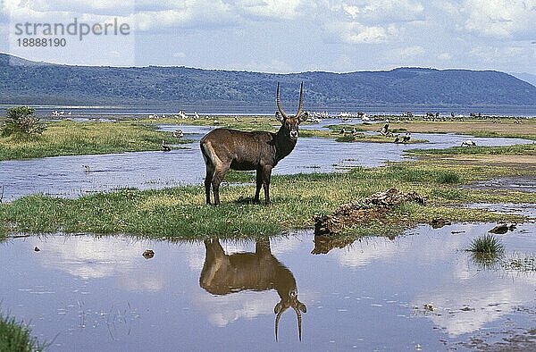 DEFASSA WATERBUCK (kobus ellipsiprymnus) defassa  ERWACHSENES MÄNNCHEN IM SAMPF  KENIA