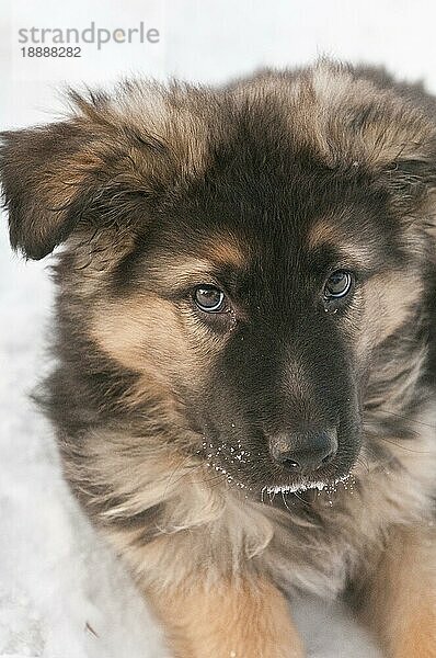 Deutscher Schäferhund (Canis lupus familiaris)  langhaariger Welpe  10 Wochen  sitzend im Schnee