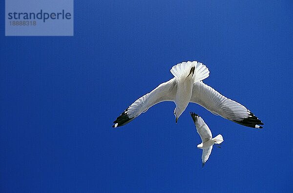 RINGMÖWLE (larus delawarensis)  ERWACHSENE IM FLUG  FLORIDA