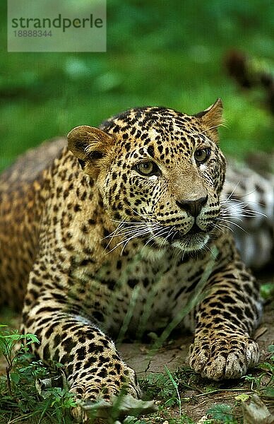 Leopard (panthera pardus)  erwachsene Legehennen