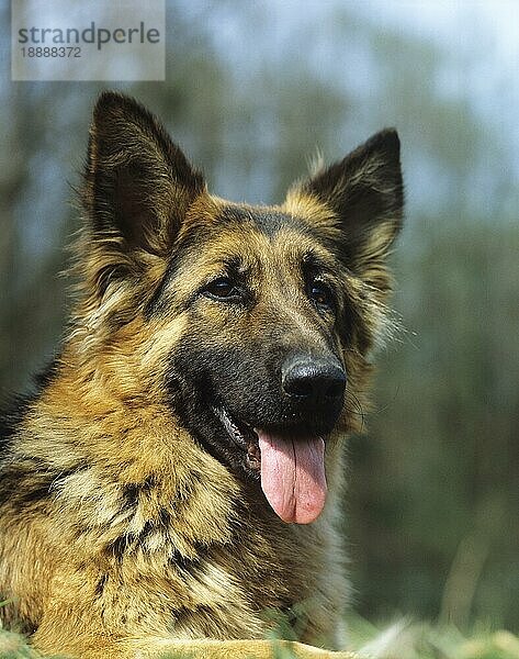 Deutscher Schäferhund  Portrait eines Erwachsenen