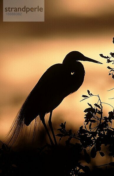 Silberreiher (Egretta alba) South Venice  Florida  Seite  USA  Nordamerika