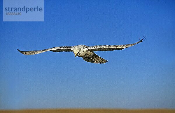 Gyrfalke (falco rusticolus)  Erwachsener im Flug gegen blauen Himmel  Kanada  Nordamerika