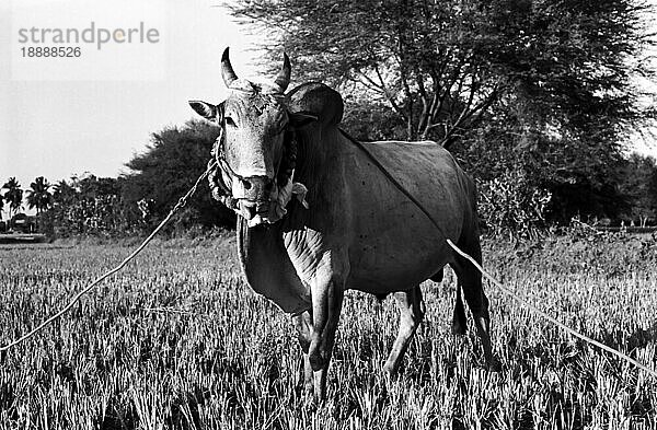 Schwarz-Weiß-Foto  Ein majestätischer Jallikattu-Stier  Tamil Nadu  Indien. Fotografiert im Jahr 1972