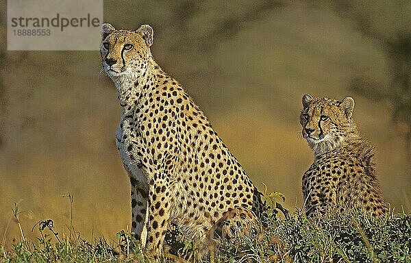 Gepard (acinonyx jubatus)  ERWACHSENE  KENIA